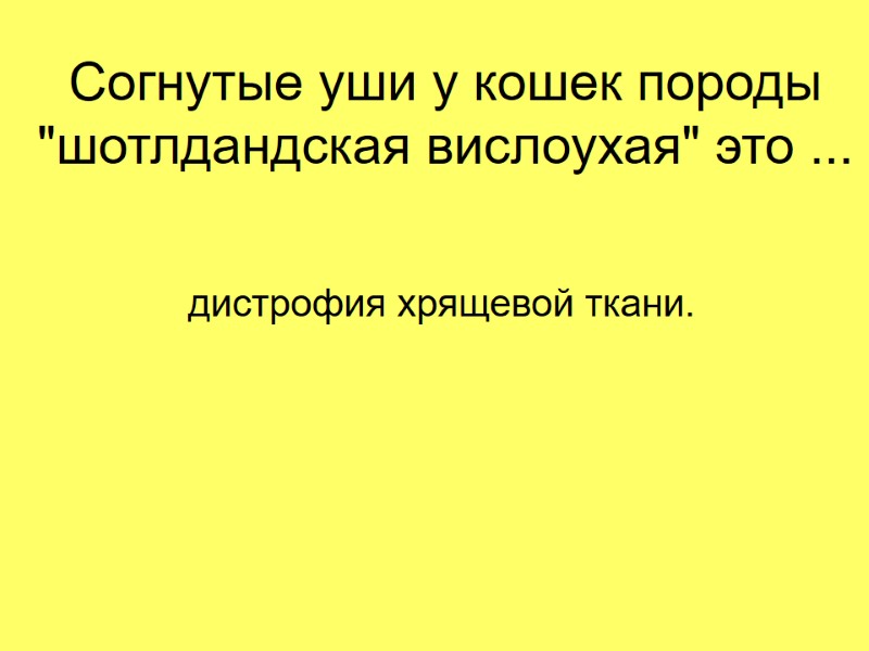 Согнутые уши у кошек породы  